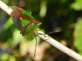 Acanthosoma haemerrhoidale